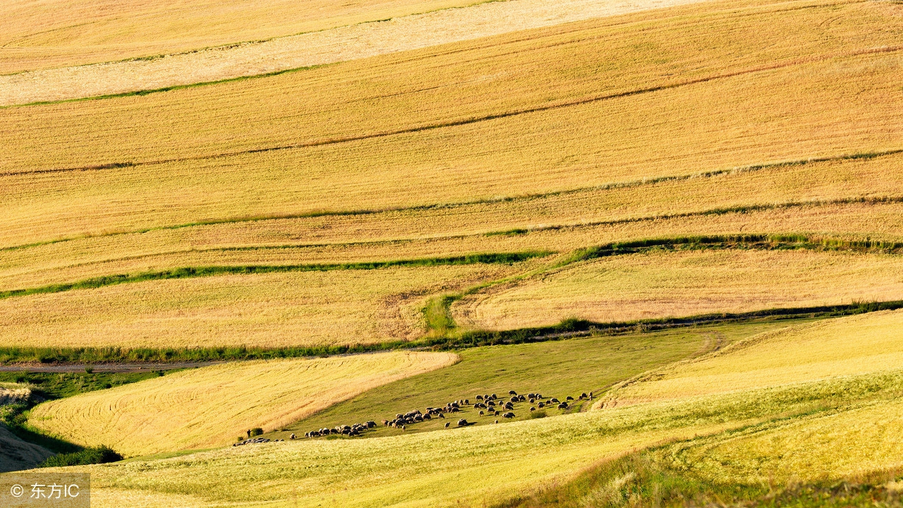 辣椒是防腐剂，咖啡是杀虫剂？关于种子的有趣科普知识你知道多少