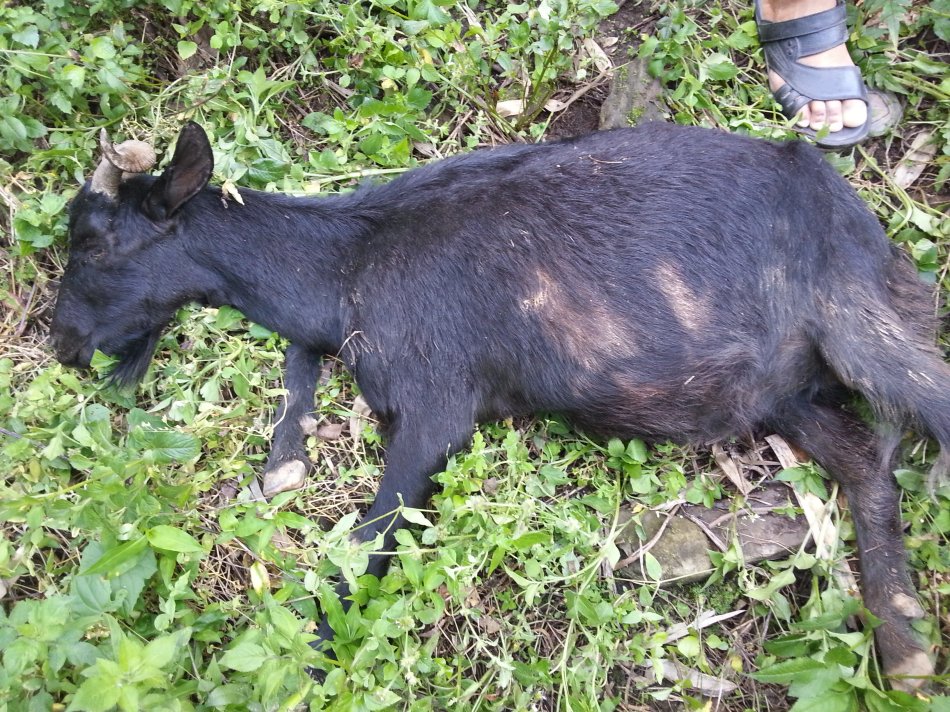 山羊寄生虫病症状,山羊癞病怎么治