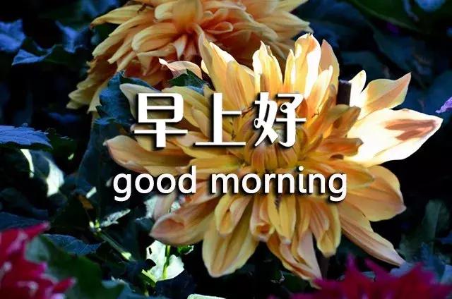短句真诚问候祝你早上愉快,祝你开心早安心语