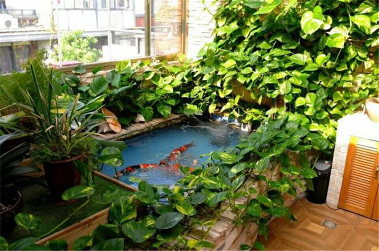虾缸能养绿萝,养鱼池如何养绿萝