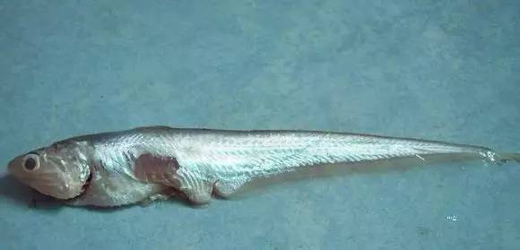 日照有什么好玩的地方,日照金山