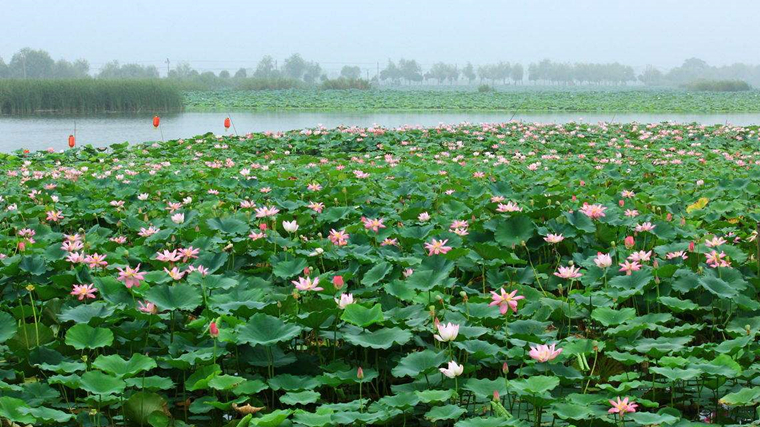 淮阳龙湖荷花旅游攻略,淮阳龙湖赏荷花图片