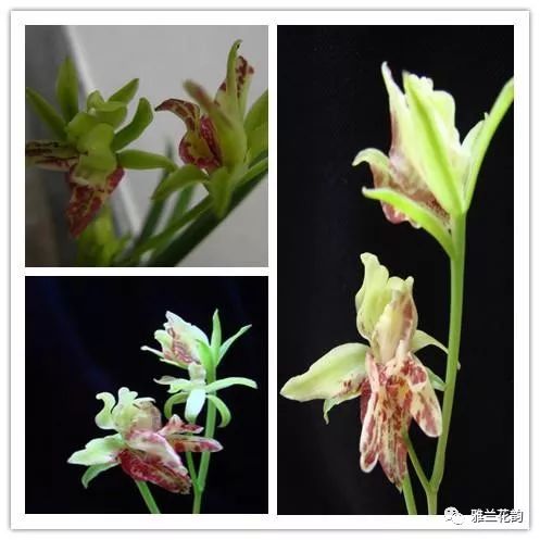 兰花鉴赏全部,兰花建兰八大名品介绍