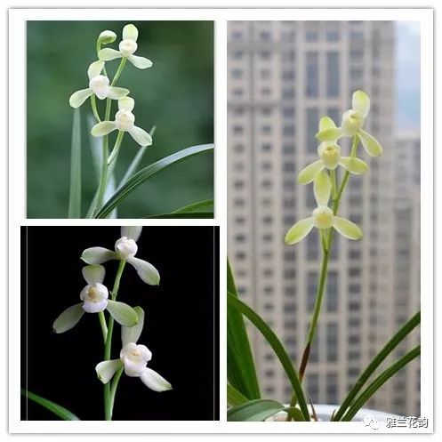 兰花鉴赏全部,兰花建兰八大名品介绍