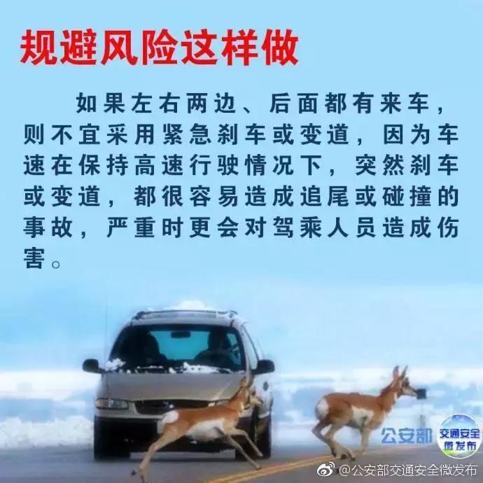 开车在路上遇到小动物怎么办,高速遇到小动物