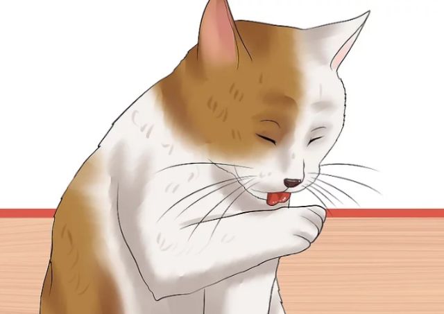 国产猫体内外驱虫,猫爱沃克体内外驱虫一体管用吗