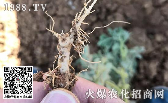 瓜果死苗烂根怎么处理,大棚种瓜类死棵的原因