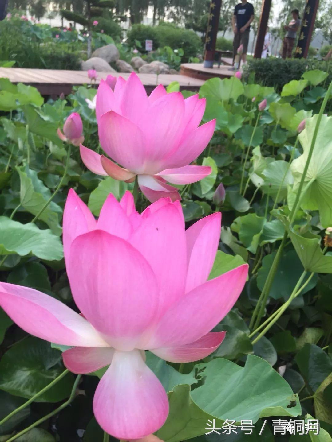 足球饱含热泪,足球感人催人泪下的时刻