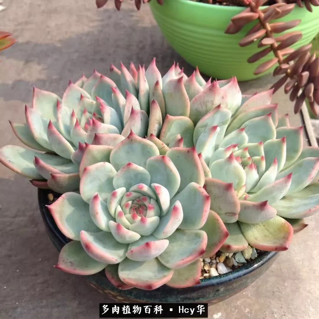 吉娃娃多肉高清图片,吉娃娃图片多肉