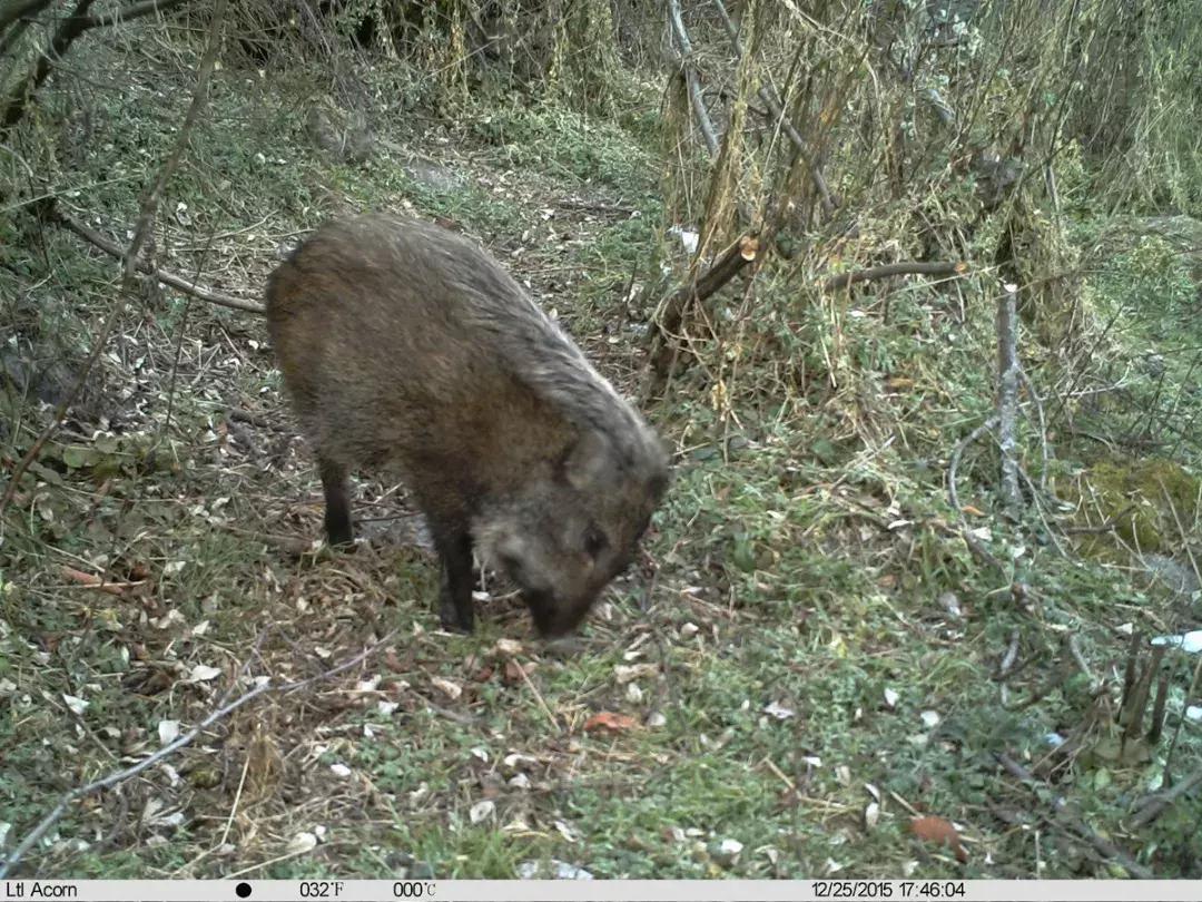 面对尸体，在野外这些野生动物会有什么反应