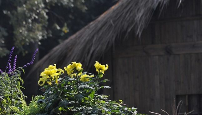 愿你有一个小院繁花爬满篱笆,愿你有一处小院听风听雨种菜养花