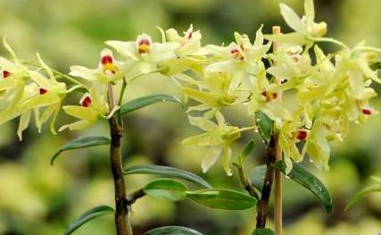 石斛没木屑种花盆里怎么种,石斛没有根又小怎样种植