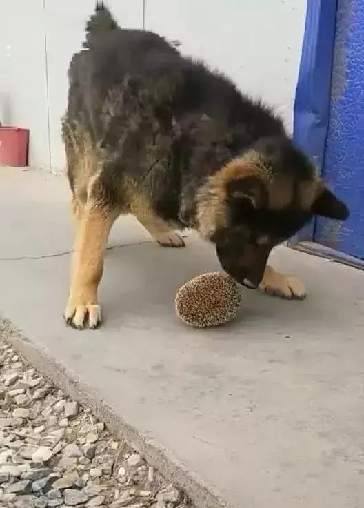 德牧抓来小刺猬当足球，练习足球技术不服输，狗狗：换我上能赢！