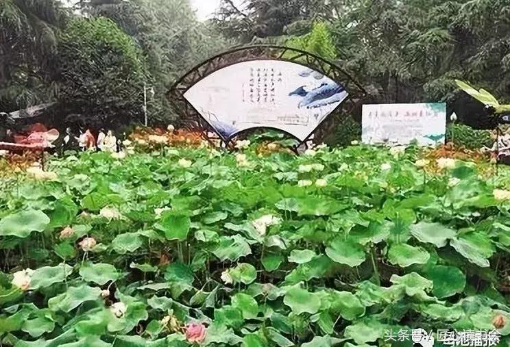 岳池北庙荷花节视频,四川广安荷花节