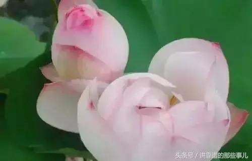 美极了樱花盛开图片,中国各市的市花大全