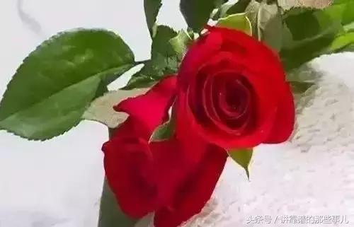 美极了樱花盛开图片,中国各市的市花大全