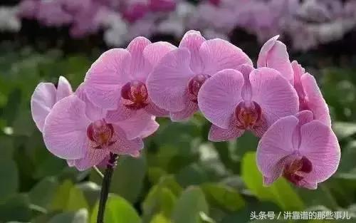 美极了樱花盛开图片,中国各市的市花大全