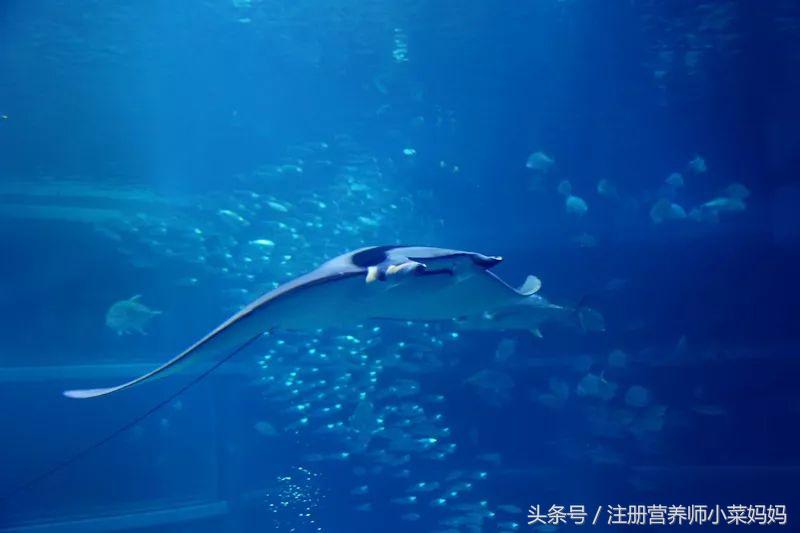 第一次带娃出国就选这！攻略都准备好啦