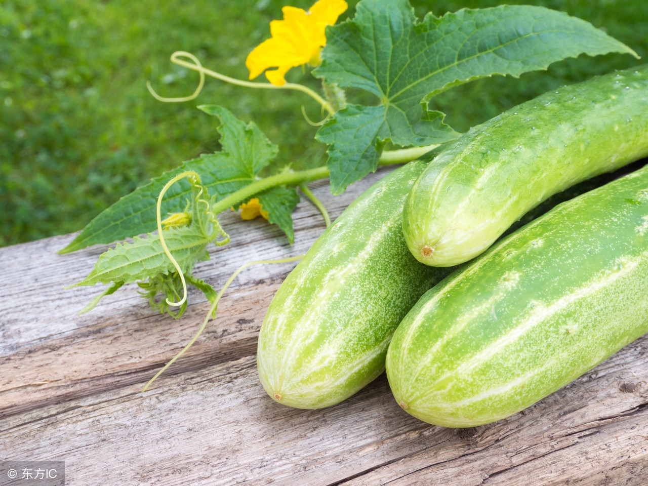 黄瓜叶的药用,黄瓜根的药用价值及功效