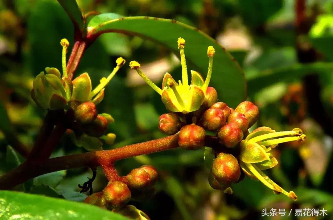 两面针精品盆景欣赏,最美两面针盆景