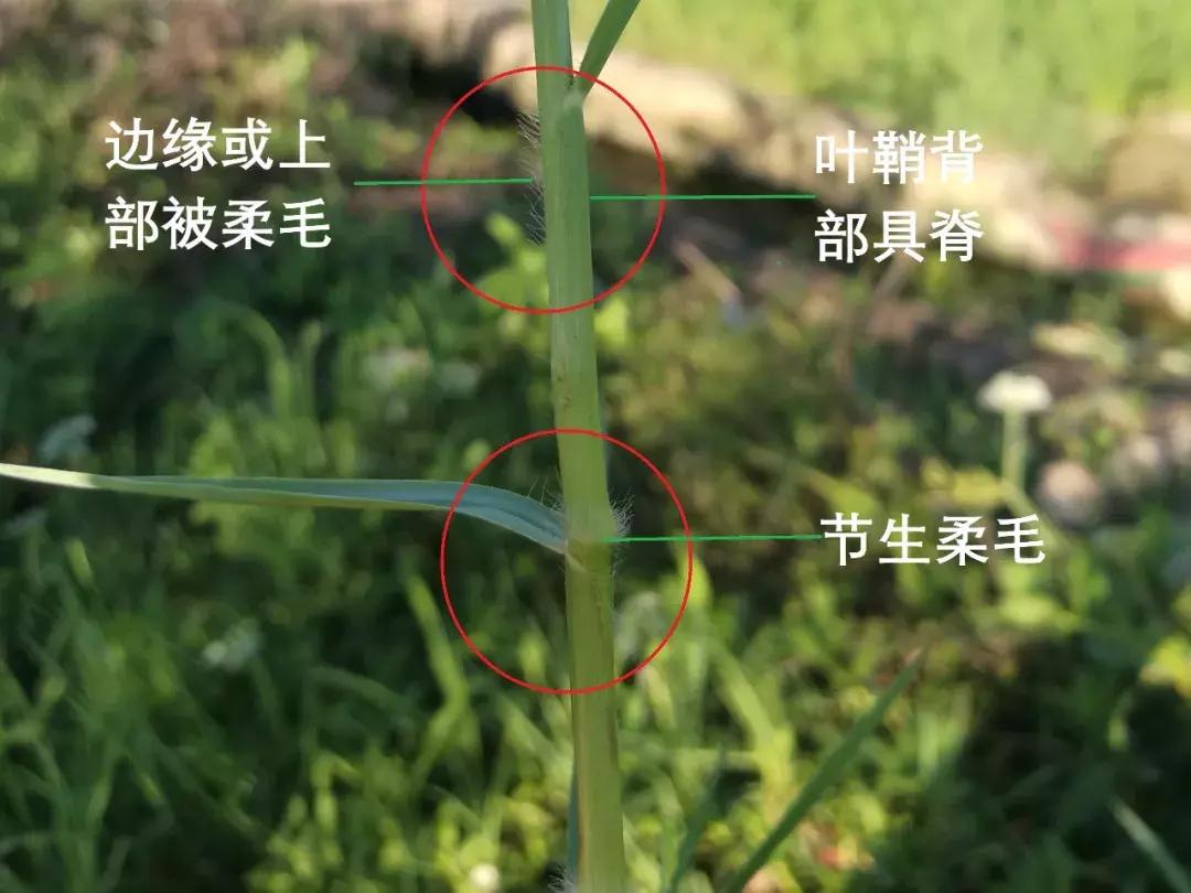 怎样辨别小麦田禾本科杂草,水稻杂草幼苗怎么鉴别