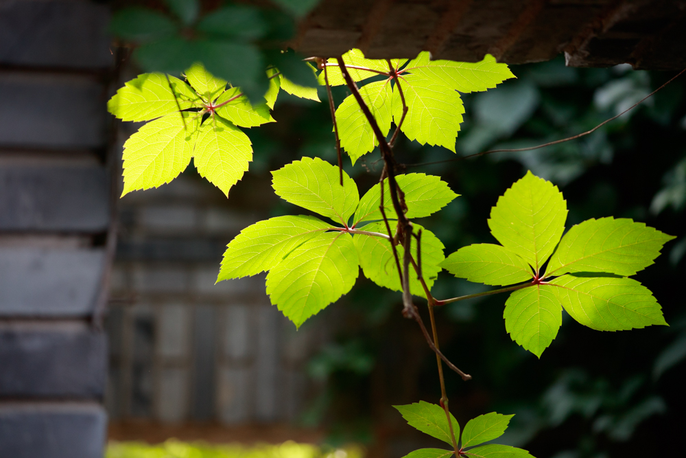 佳能ef70-200mmf4一代和二代对比,佳能ef70-200mm二代评测