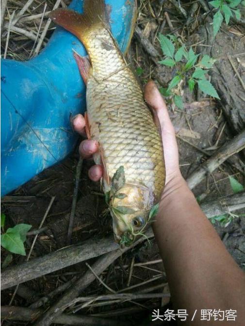 抛竿野钓鲤鱼的视频,野钓鱼怎么抛竿