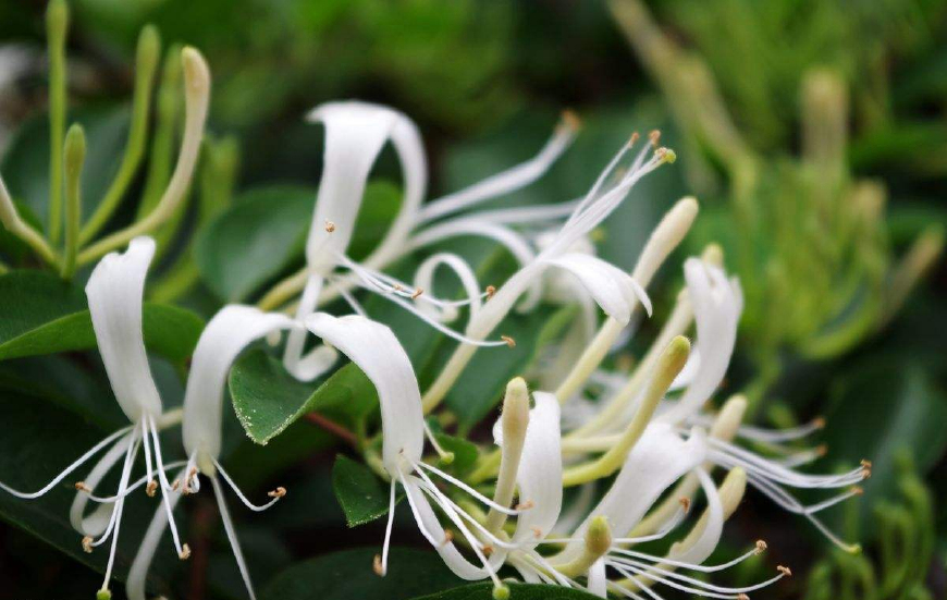 金银花一蒂二花,状如雄雌相伴,又似鸳鸯对舞,故有鸳鸯藤之称