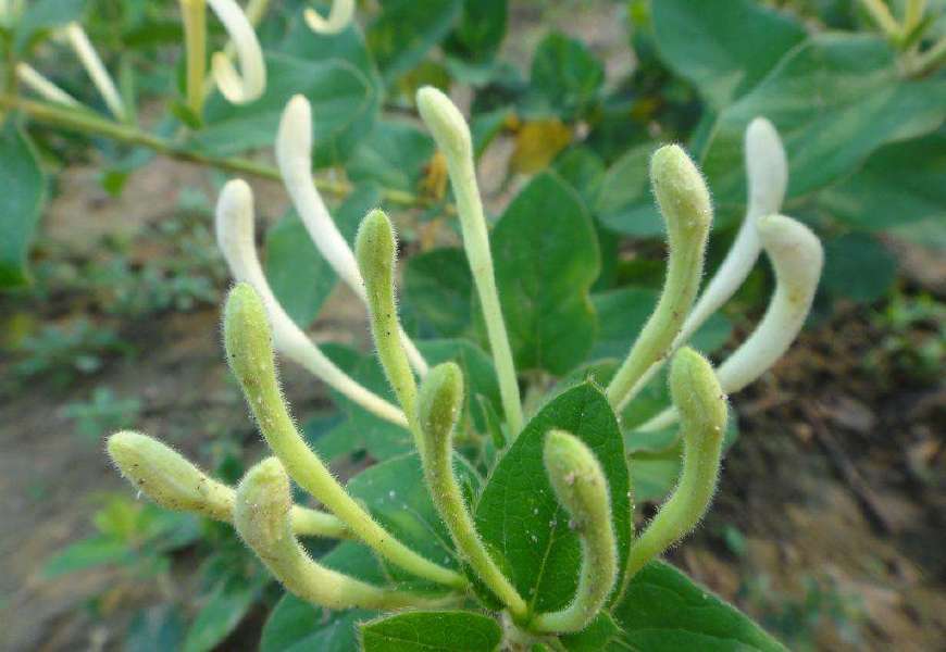 金银花一蒂二花,状如雄雌相伴,又似鸳鸯对舞,故有鸳鸯藤之称