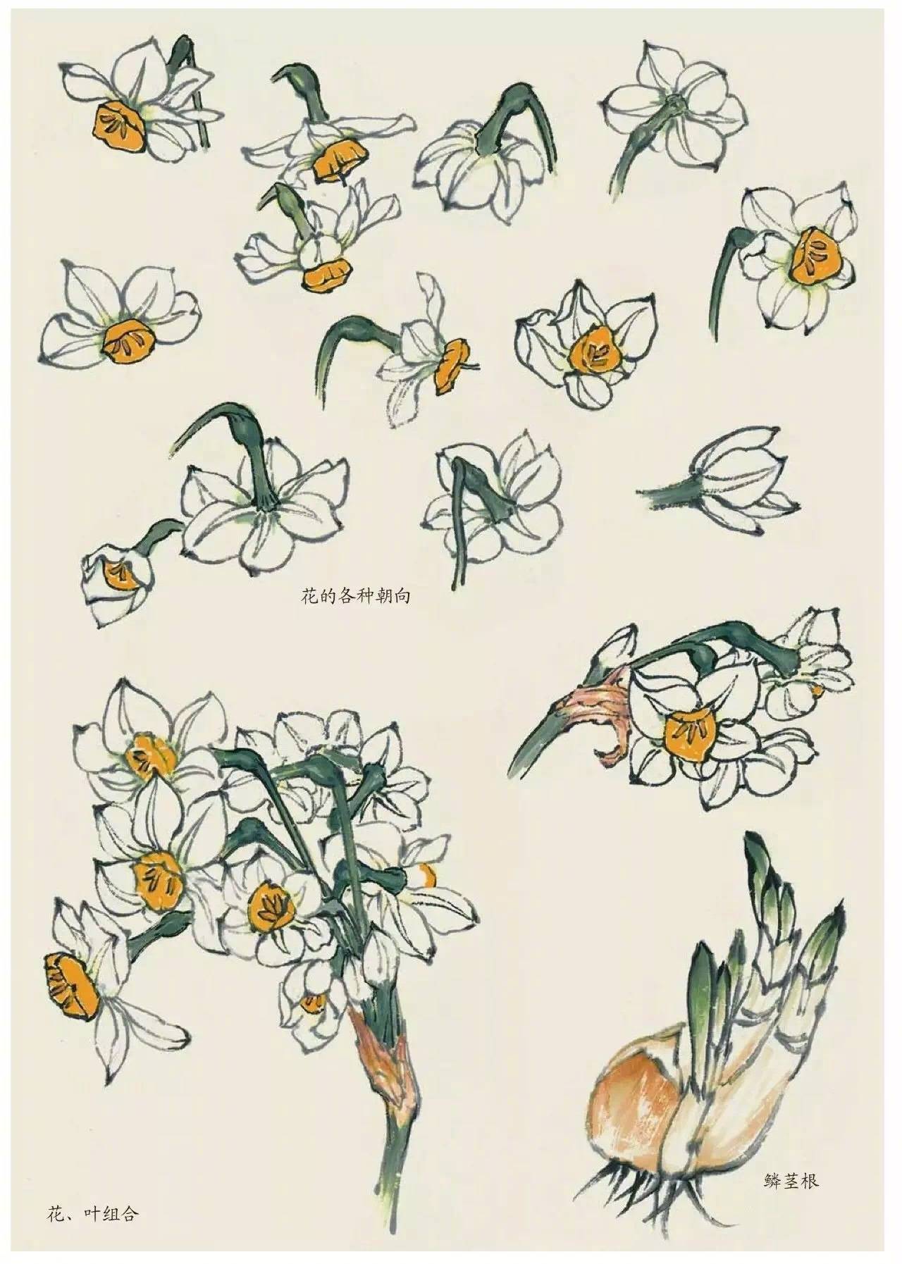 国画中的植物花卉小雏菊怎么画,国画花卉小品图片大全大图