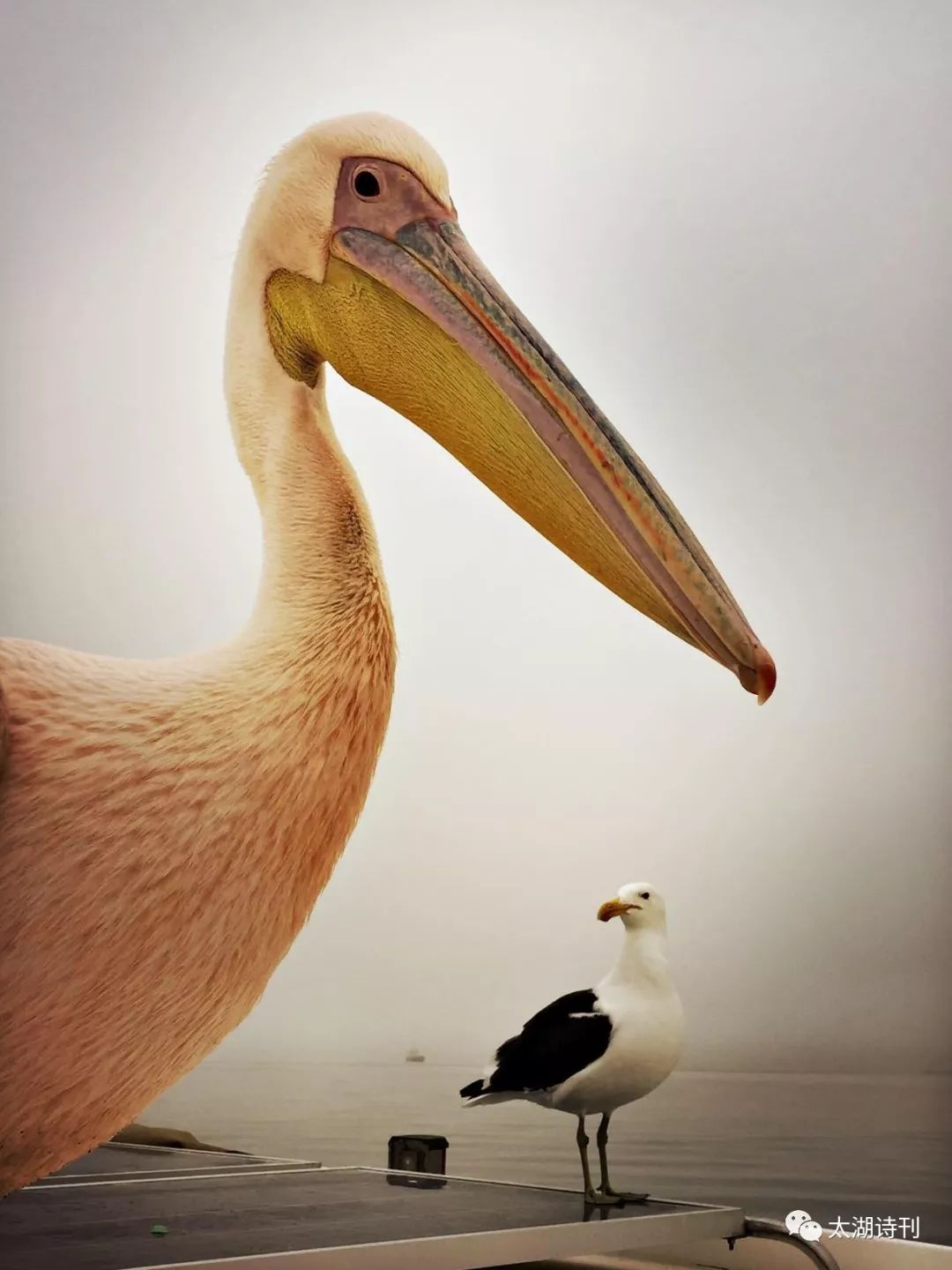 老浦闲聊一一大与小