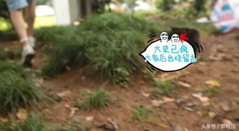 网红测评驱蚊的东西,打假测评达人驱蚊神器