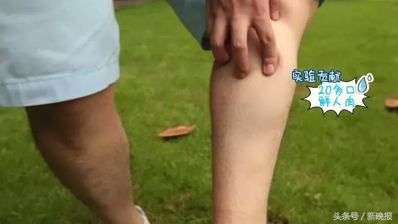 网红测评驱蚊的东西,打假测评达人驱蚊神器