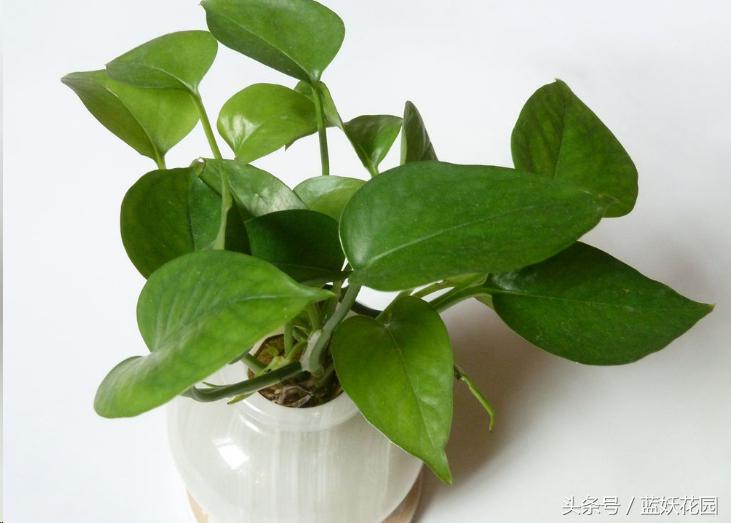 适合夏天养的花有哪些水培,好养的花适合一年四季养水培