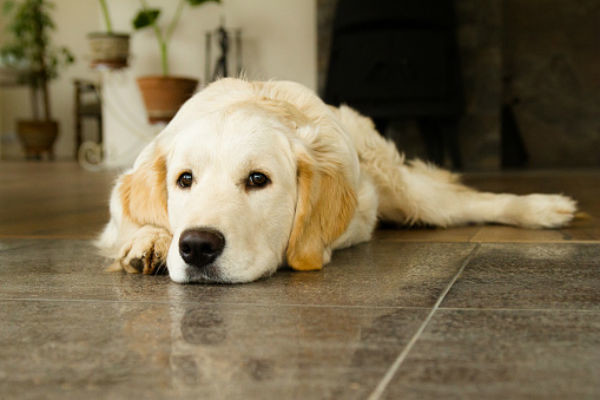 道格队长完整版,道格队长宠物