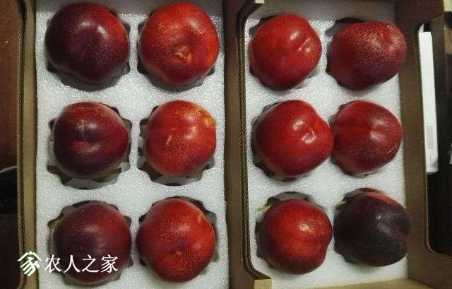 悠果观点：该向凤凰佳园学习什么？