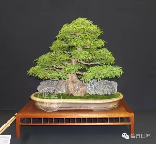 盆景是中国的名片看看浪漫的法国人怎样玩盆景