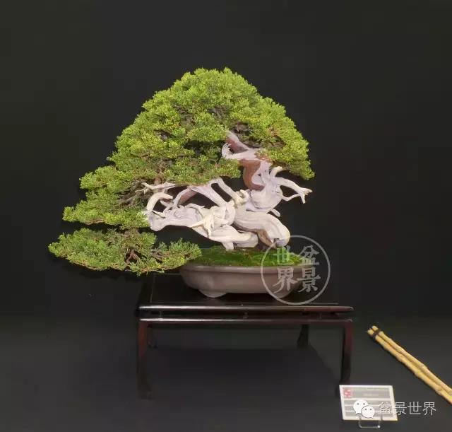 盆景是中国的名片看看浪漫的法国人怎样玩盆景