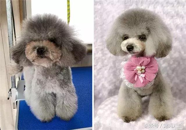 你这个*子骗**狗，明明长得这么好看……