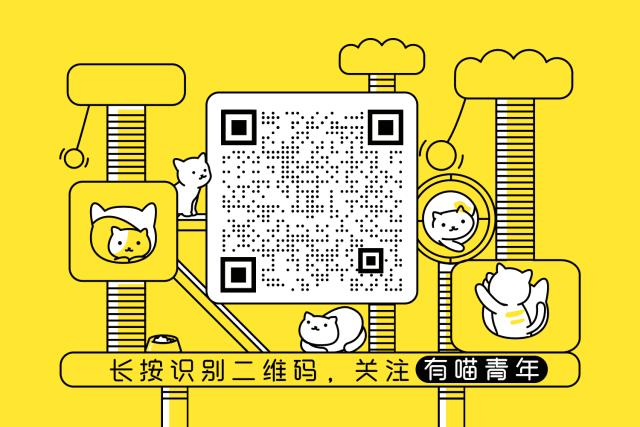 新手养猫攻略3年养猫经验分享,新手养猫攻略养猫课代表