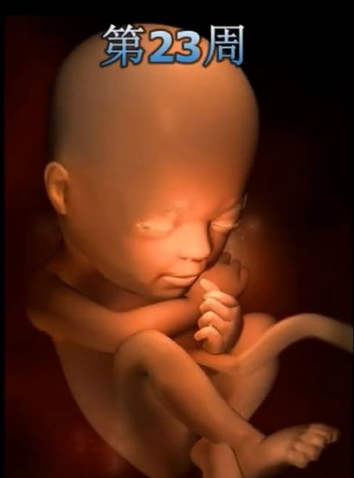 胎儿发育震撼照片,最全胎儿发育图