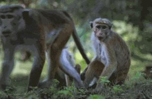 运动员之间为什么摸头,足球运动员为什么喜欢摸头