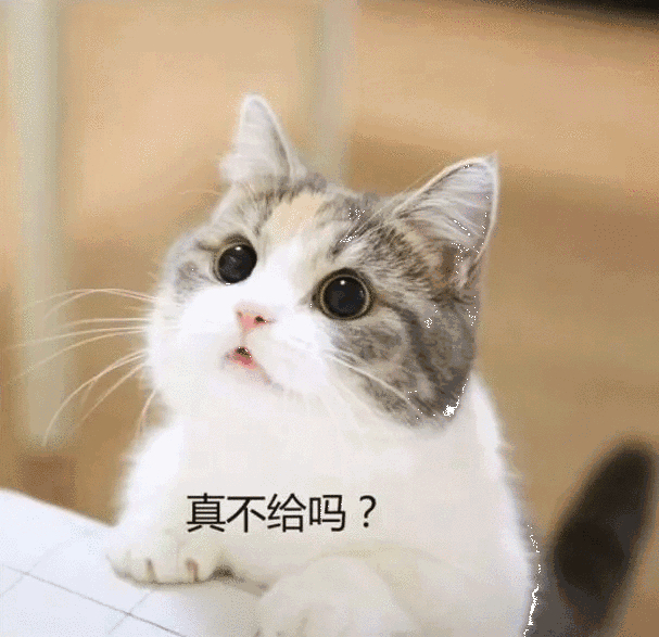 求生欲超强,求生欲猫咪