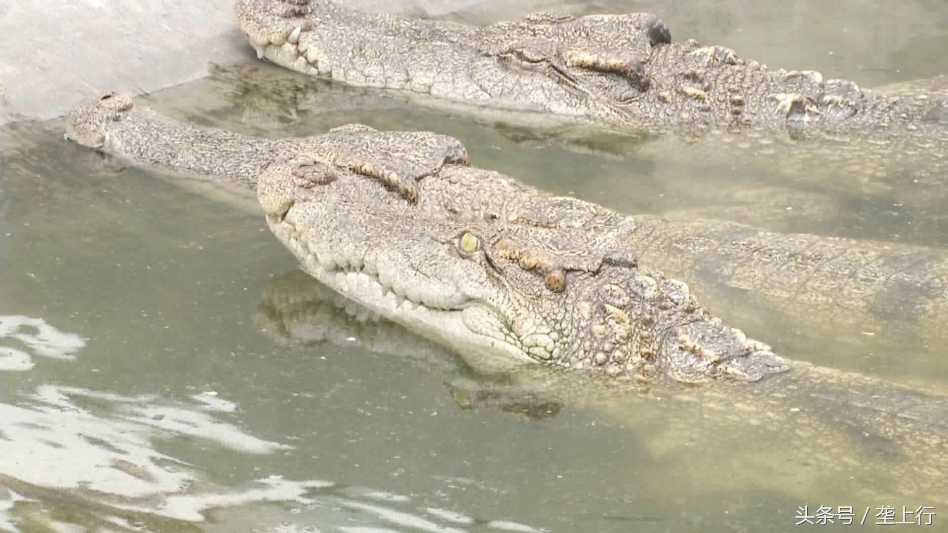 养鳄鱼10000条3年赚多少钱,与鳄共舞纪录片