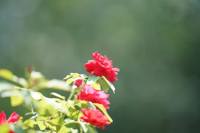 绱㈠凹selp1650闀滃ご璇勬祴,闀跨劍澶х偖鎺ㄨ崘渚垮疁