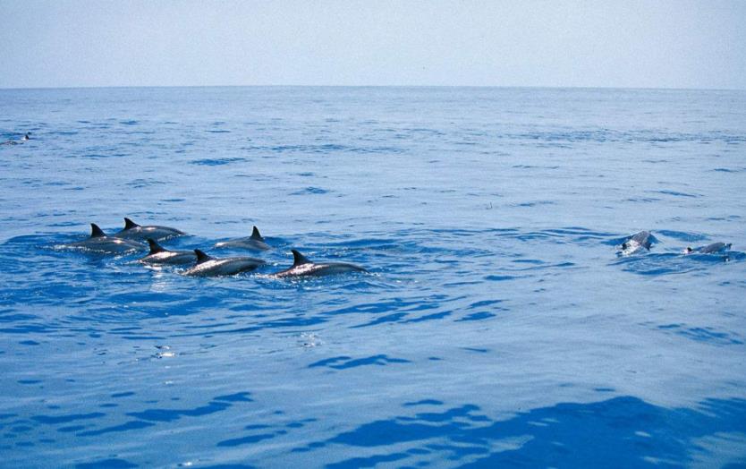 马尔代夫看鲸鲨的岛,马尔代夫看银河