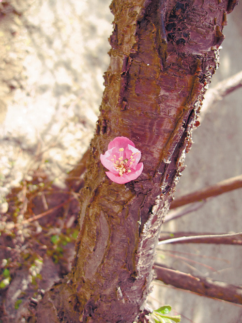 经断复来中医辨证论治,经断复来