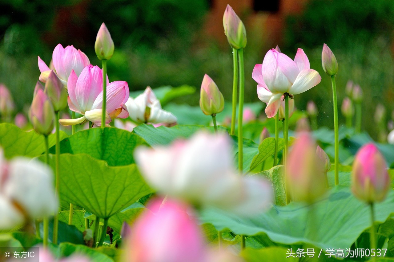 咏荷诗词精选,古今咏荷的诗或词