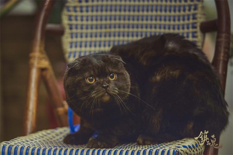 镇魂最崩溃的一集,镇魂7小时一口气看完