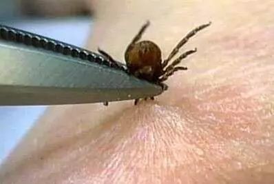 小狗被蜱虫咬到有啥症状,被狗身上蜱虫咬了怎么办